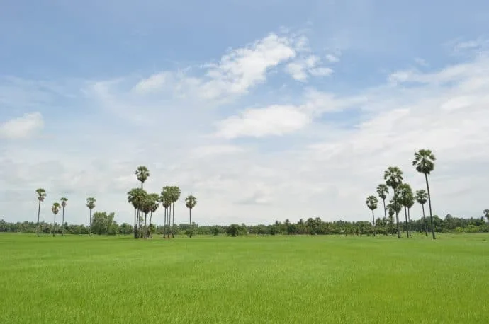 singburi rice fields in june