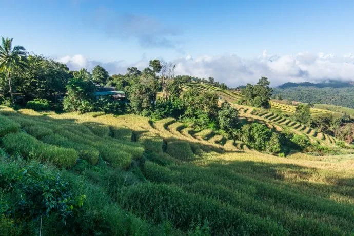 rice fields thailand ban pa pong pieng november