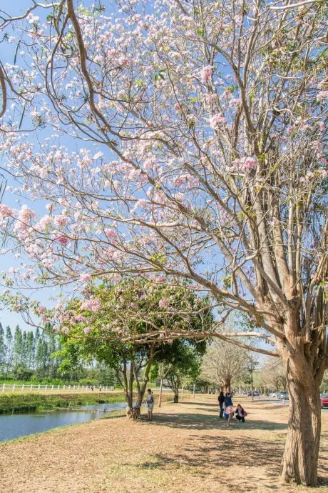 sakuras thailand february