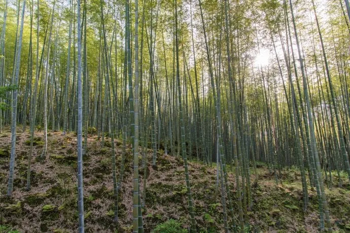 arashiyama bamboo grove - kyoto