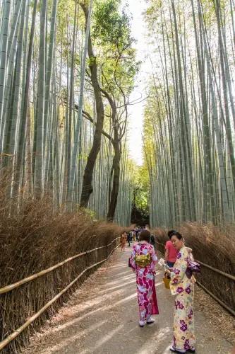 arashiyama bamboo grove - kyoto