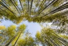 arashiyama bamboo grove - kyoto