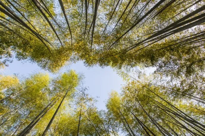 arashiyama bamboo grove - kyoto