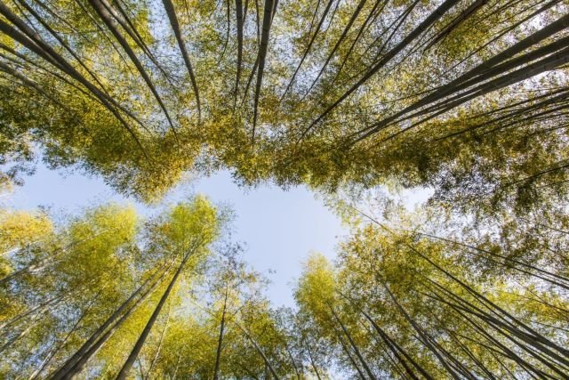 bambouseraie arashiyama - kyoto