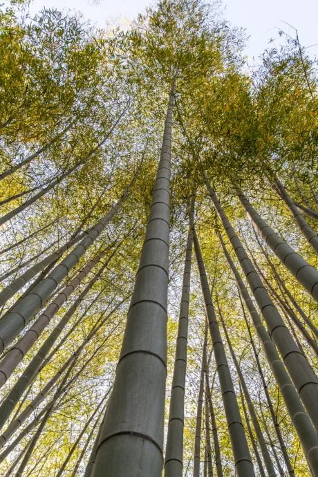 arashiyama bamboos - kyoto