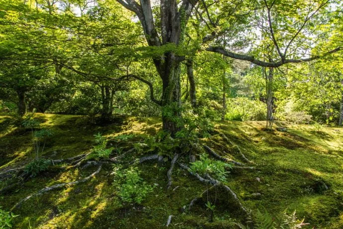 sogenchi tenryu-ji garden kyoto - japan
