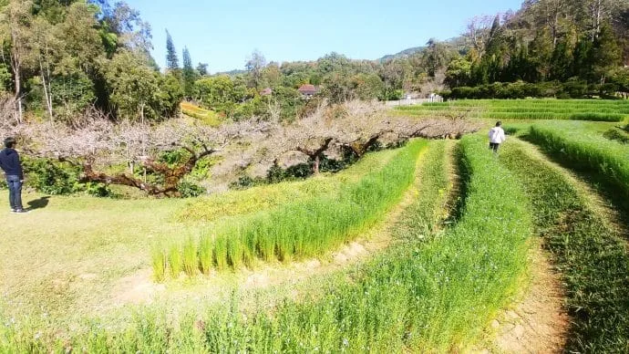 ang khang agricultural station - thailand