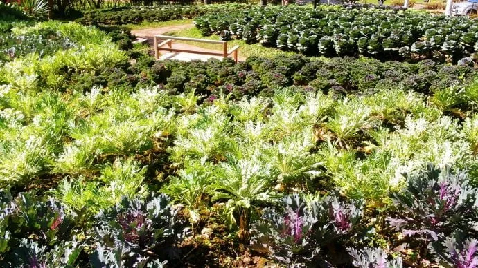 ang khang agricultural station - thailand