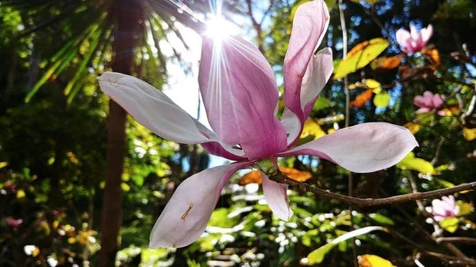 ang khang agricultural station - thailand