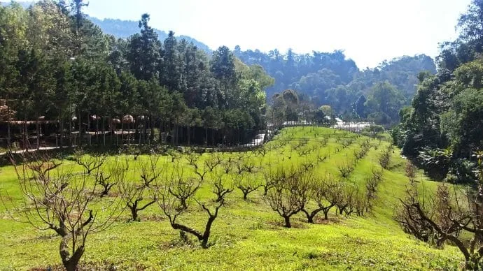 ang khang agricultural station - thailand