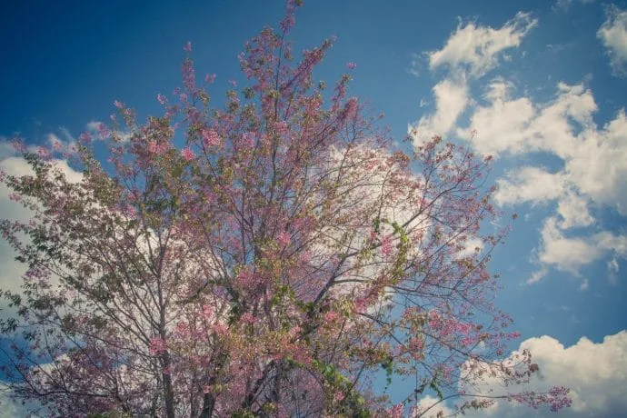 doi ang khang flowering tree - thailand