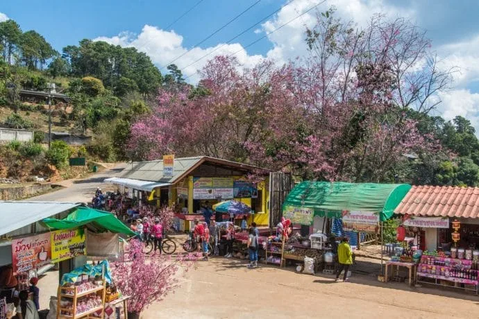 trees flowers ban tham ngop doi ang khang - thailand