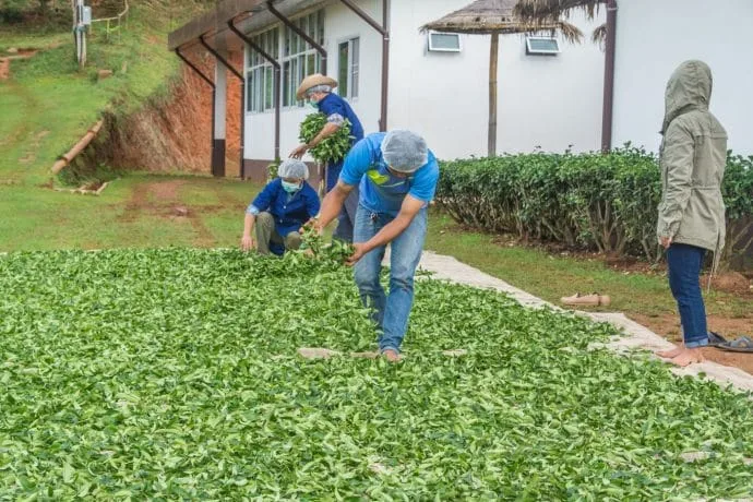 display of doi ang khang tea leaves - thailand