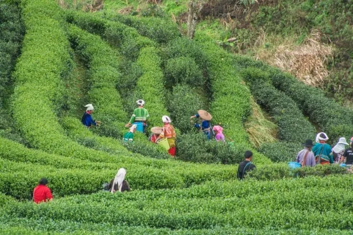 ethnic group picking leaves the doi ang khang - thailand
