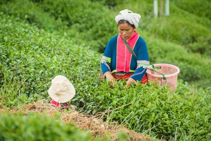 Palaung woman doi ang khang tea collection - thailand