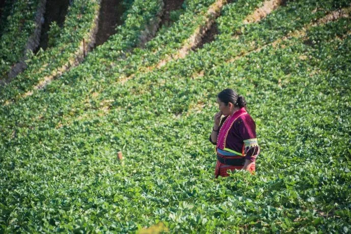 Palaung woman strawberry plantation doi ang khang - thailand
