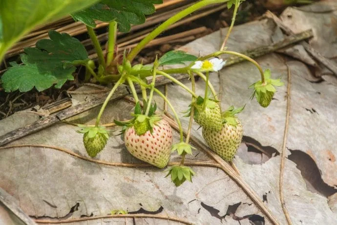 strawberries doi ang khang - thailand
