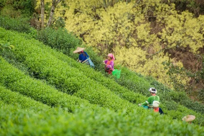 palaung plantation the - doi ang khang