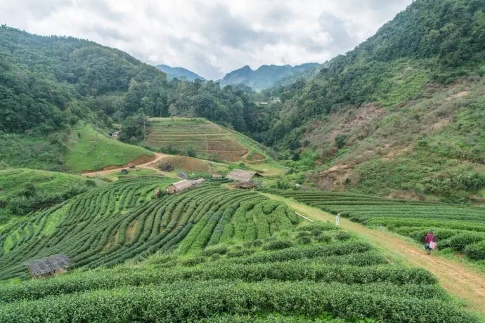 landscape plantation the - doi ang khang