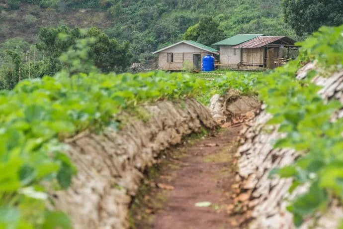 strawberry plantation - doi ang khang