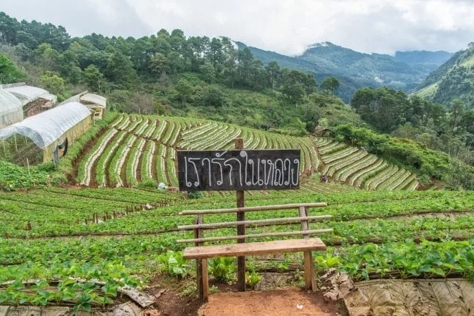 strawberry plantation at doi ang khang - thailand