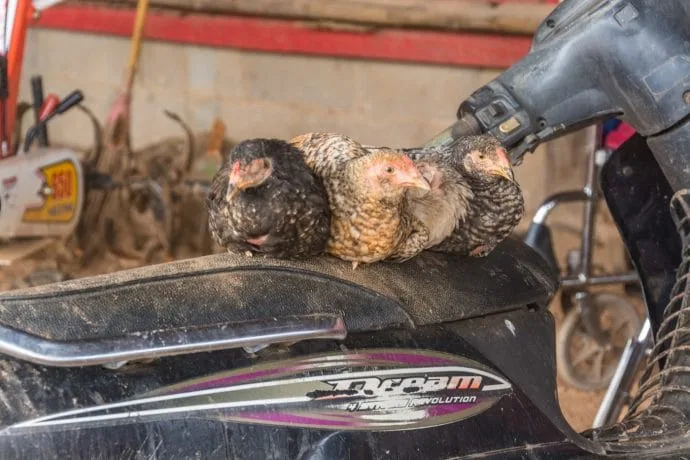 chickens village ban nor lae doi ang khang - thailand