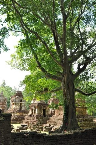 tree wat chedi chet thaeo - si satchanalai - thailand