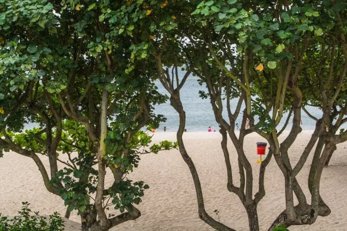 trees beach hung shing ye - lamma island