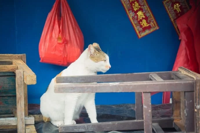 cat village tai o - lantau island hong kong