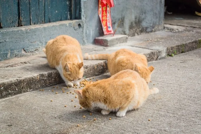 cats tai o village - lantau island hong kong