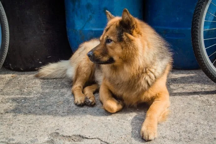 dog village tai o - lantau island hong kong