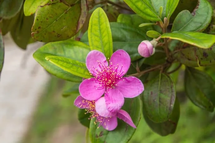 flower trail lamma island - hong kong