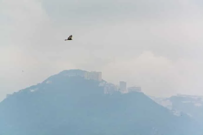 raptor lamma island - hong kong