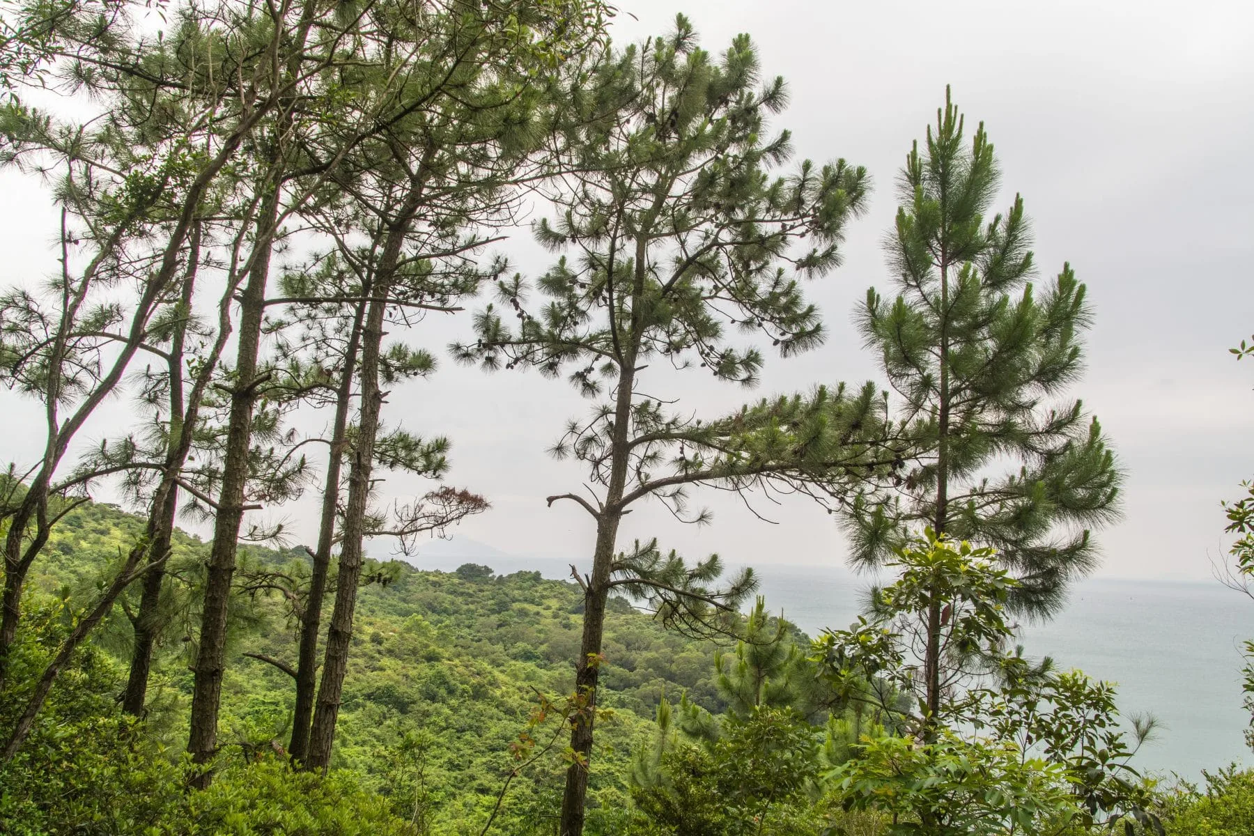 lamma island fir trees - hong kong