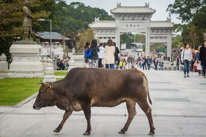 a cow at the tian tan buddha - lantau island hong kong