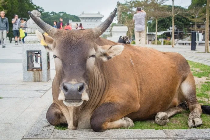 tian tan buddha cow - lantau island hong kong