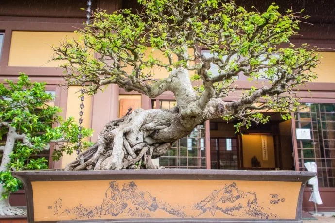 bonsai gardens nan lian - hong kong