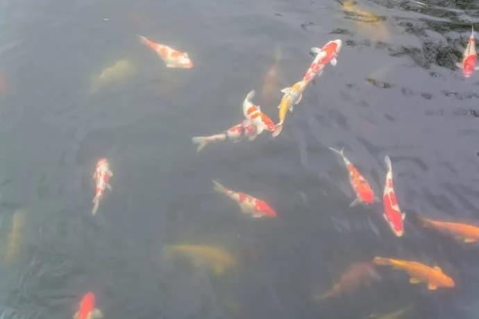 koi carp gardens nan lian - hong kong
