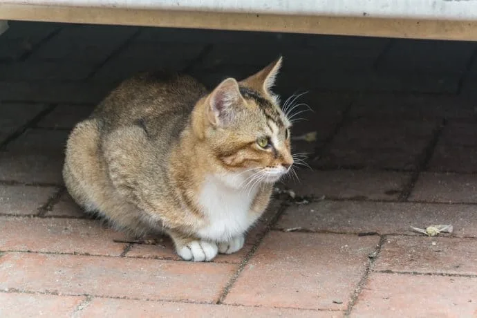 cat in coloane village - macao