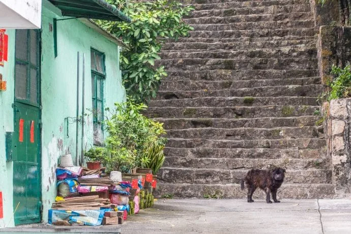 Taipa dog - Macao