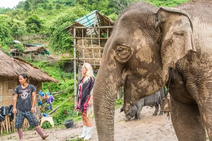 elephant steps day chiang rai