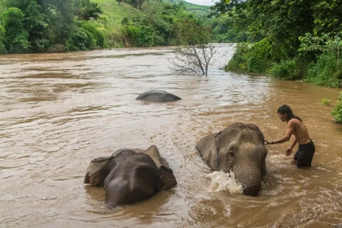river bath day elephant steps chiang rai