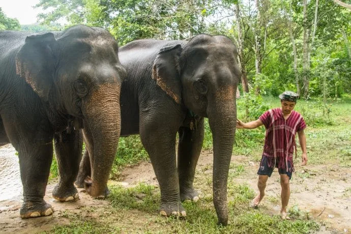 elephant steps day chiang rai