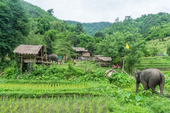 elephant steps day chiang rai