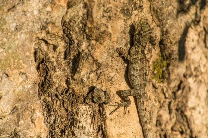 lizard climb steps wat phra bat phu pha daeng lampang