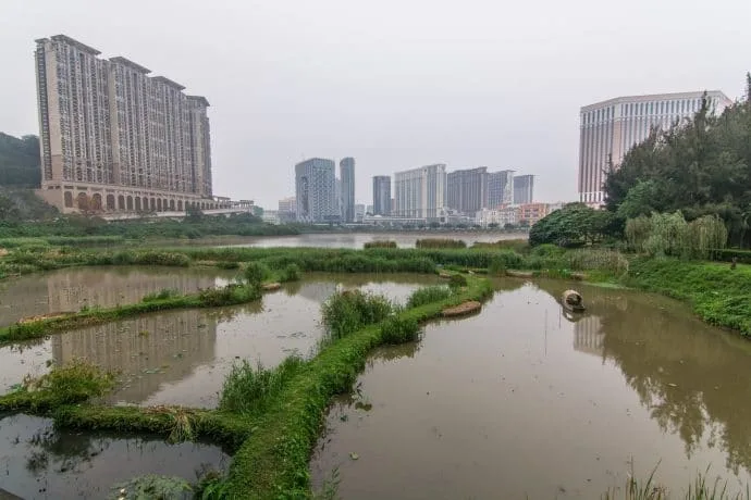 rice fields in front of taipa houses museum - macao
