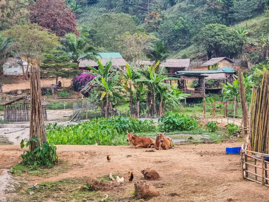 animals in the farm at elephant steps chiang rai
