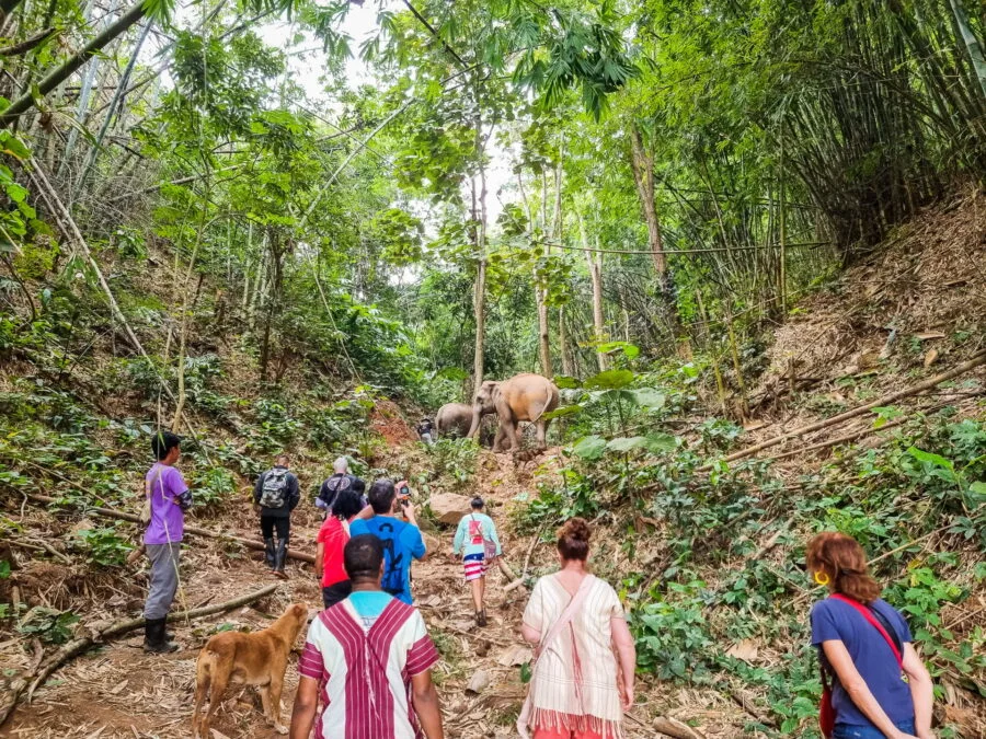 jungle walk elephant steps chiang rai