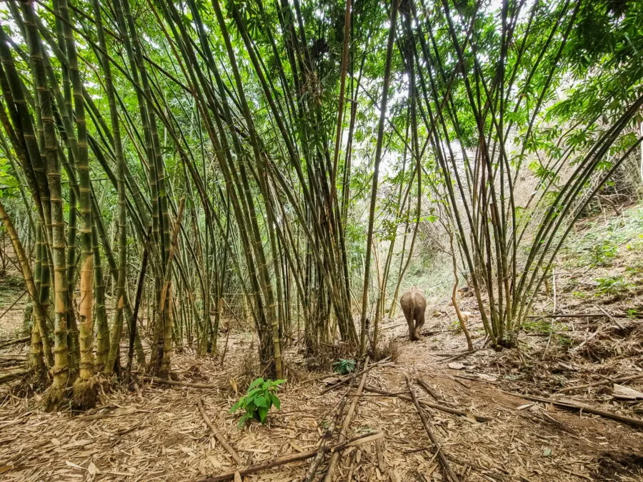 bamboo forest walk elephant steps chiang rai