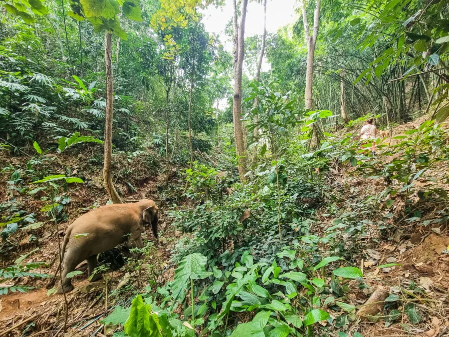 jungle elephant steps chiang rai walk